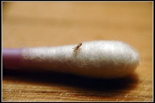 Head lice advice. Head lice, a lousy problem. Natural lice treatment. #headlicetreatment Head lice advice. Head lice, a lousy problem. Natural lice treatment. #headlicetreatment Head lice advice. Head lice, a lousy problem. Natural lice treatment. #headlicetreatment Head lice advice. Head lice, a lousy problem. Natural lice treatment. #headlicetreatment