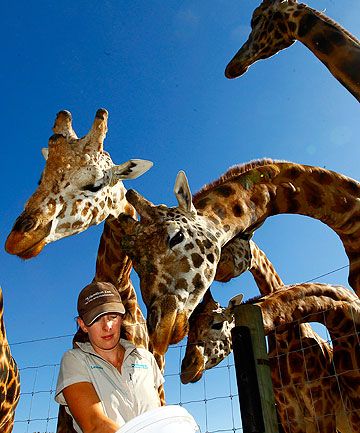 Hamilton Zoo S Giraffes On Safe Ground Zoo Giraffe Giraffe Zoo