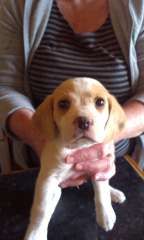 Beagle Puppies Available Now Puppies For Sale Bendick