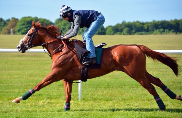 California Chrome Photo By Michael Smithson Thoroughbred Horse Horses Horse Breeds