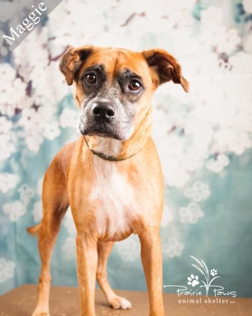 Pet Card Pets Dog Adoption Humane Society