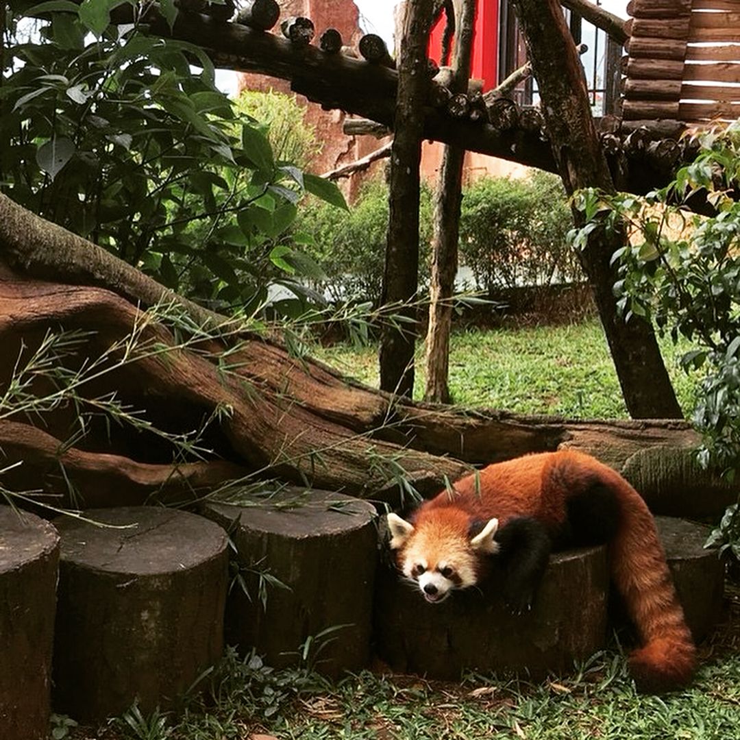 Animals in Taman Safari. The red pandas are bigger and fluffier than i