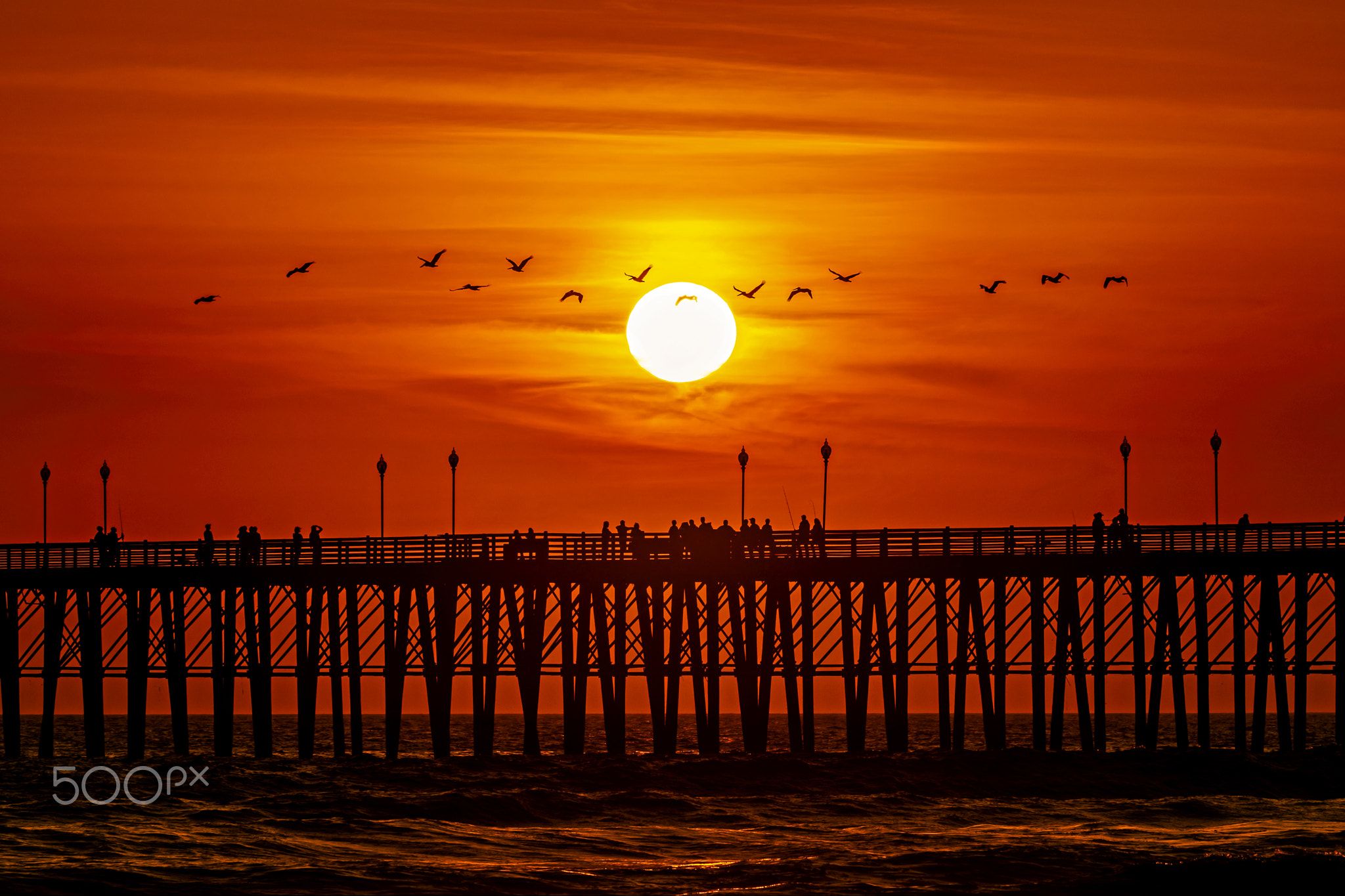 Pelicans Soar at Sunset in Oceanside April 9 2018 Pelicans in