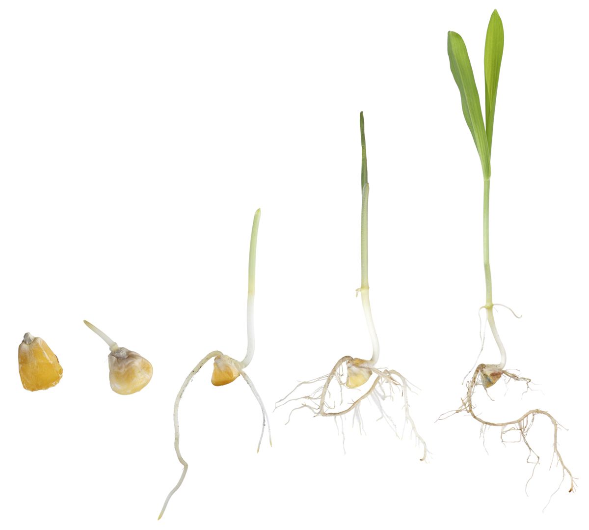 How To Germinate Corn Seeds Mycoffeepot Org How To Germinate Corn Seeds Mycoffeepot Org