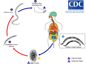 parazitologie hookworm medicamente pentru tratamentul infecțiilor helmintice