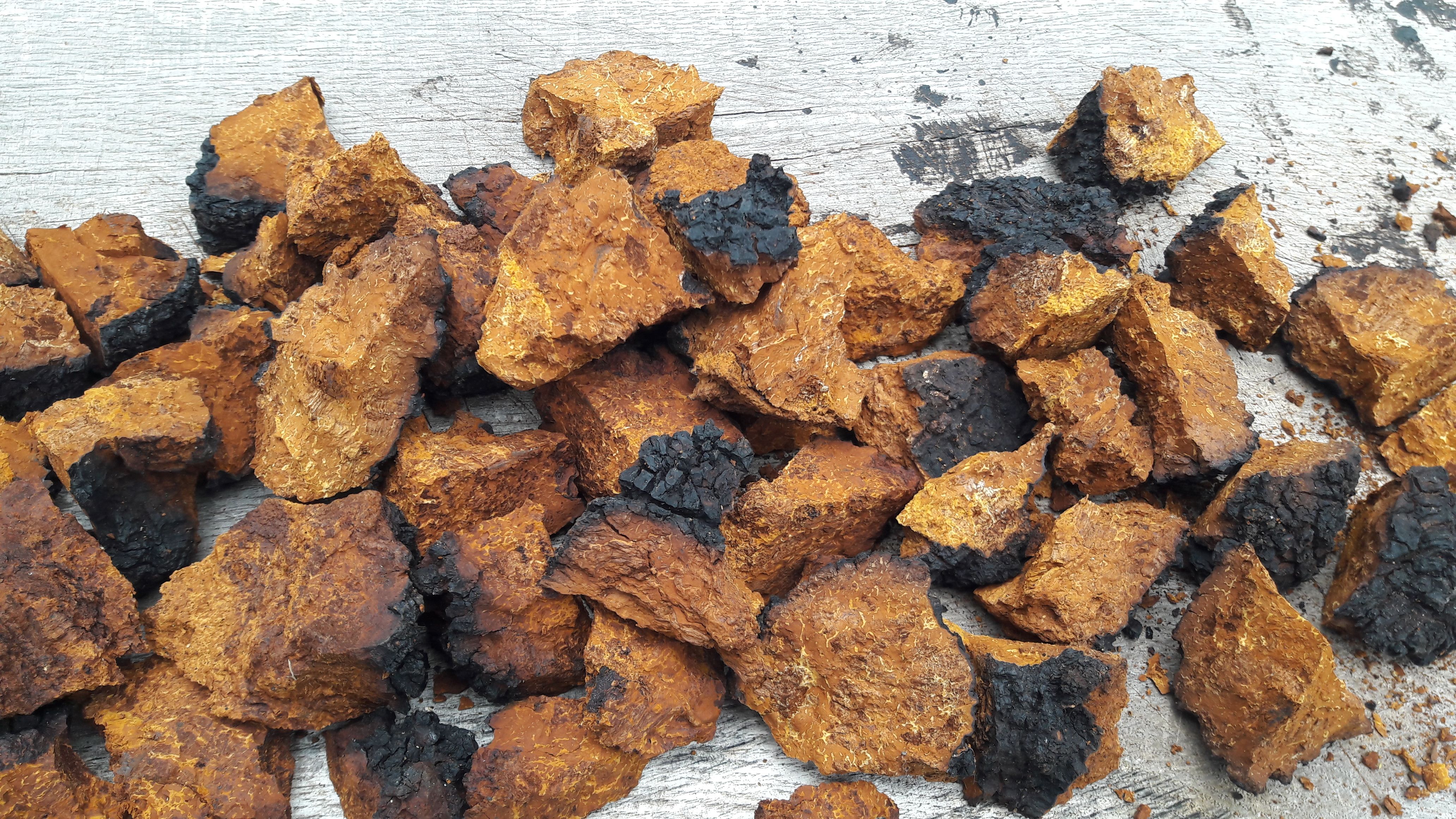Pin by MycMush Mushroom Spawn / Mushr on Chaga Mushroom