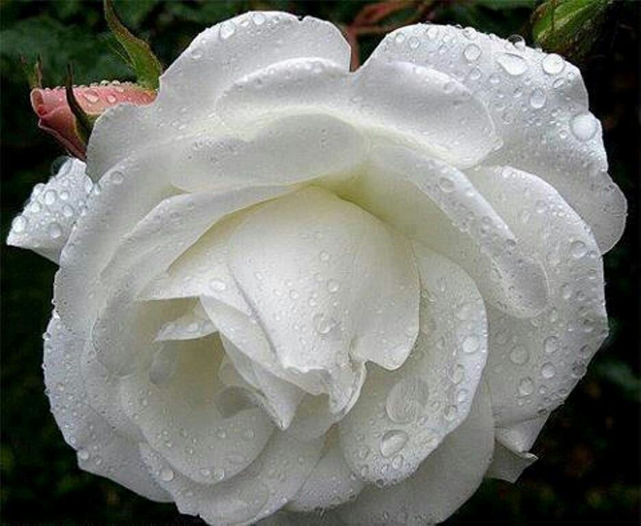 wight rose rose is a rose pinterest rose