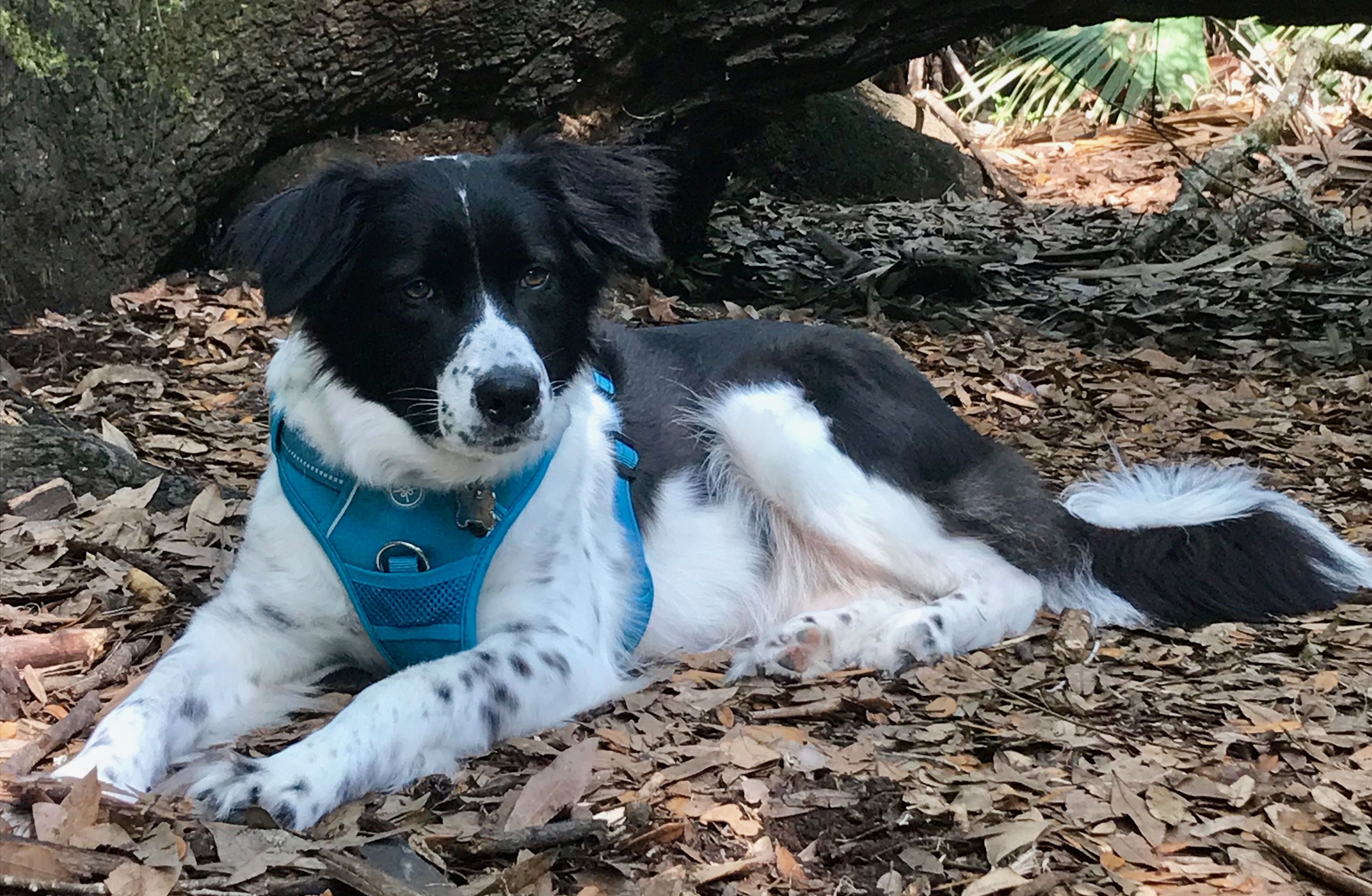Maggie Border Collie Border Collie Animals Collie