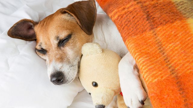 6 Home Renovations That Pamper Pets Beyond Compare Pets Home