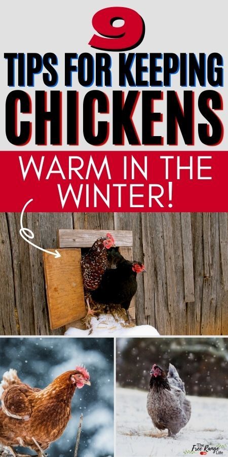 Do you raise chickens and want to make sure they stay safe and warm during the cold winter months? From coop ideas, to keeping chickens for beginners, and collecting eggs, this is the best guide for keeping your chickens warm in the winter! Dust Bath For Chickens, Food For Chickens, Chickens In The Winter, Raising Backyard Chickens, Keeping Chickens, Pet Chickens, How To Raise Chickens, Chicken Shed, Backyard Chicken Coop Plans
