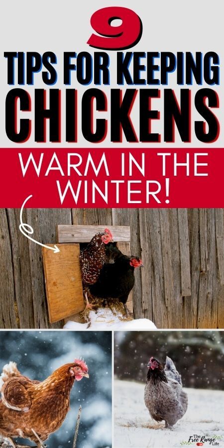 How to Keep Chickens Warm in the Winter