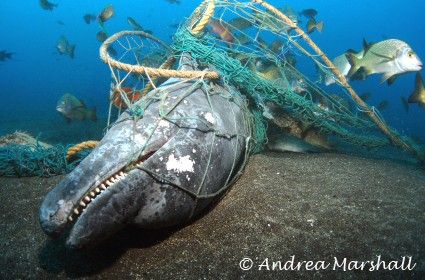 Pin On Antiplastic