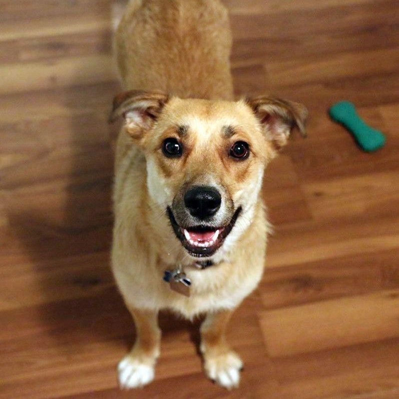 This is Heidi, she is the happiest dog, and she is still a