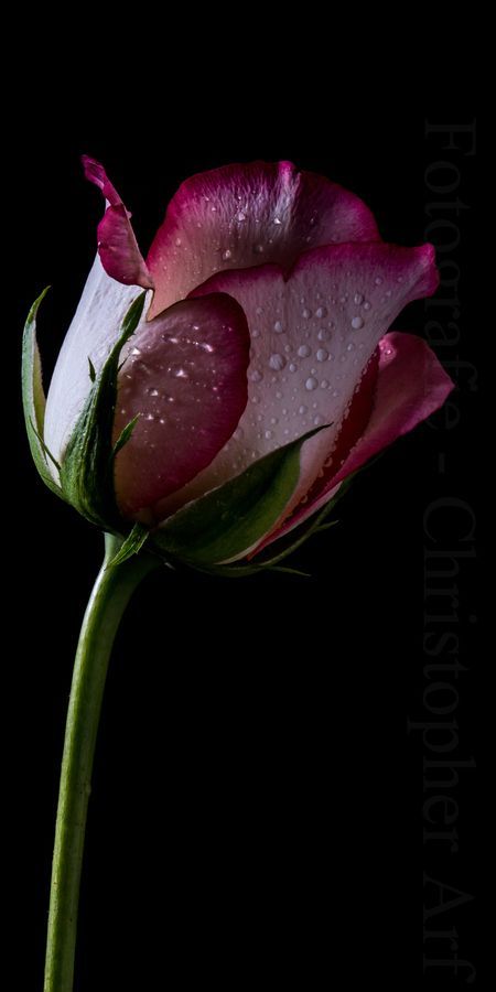 With Valentine’s Day right around the corner, we thought it’d be fitting to share our favorite rose photos found on Pinterest. Enjoy and Happy Valentine’s Day everyone! Do you often take photos of roses and other flowers? Check out our tutorials below that may help you improve your flower photographing skills. Macro … Beautiful Rose Flowers, Romantic Roses, Exotic Flowers, Amazing Flowers, My Flower, Pretty Flowers, Flower Garden, Fruit Garden, White Roses