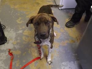Adopt Silas Rescued On Dog Sounds Plott Hound Dog Pounds
