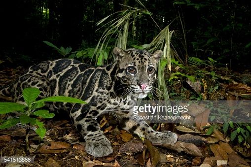 sunda clouded leopard male with cataract in his right eye in lowland clouded leopard size compared human