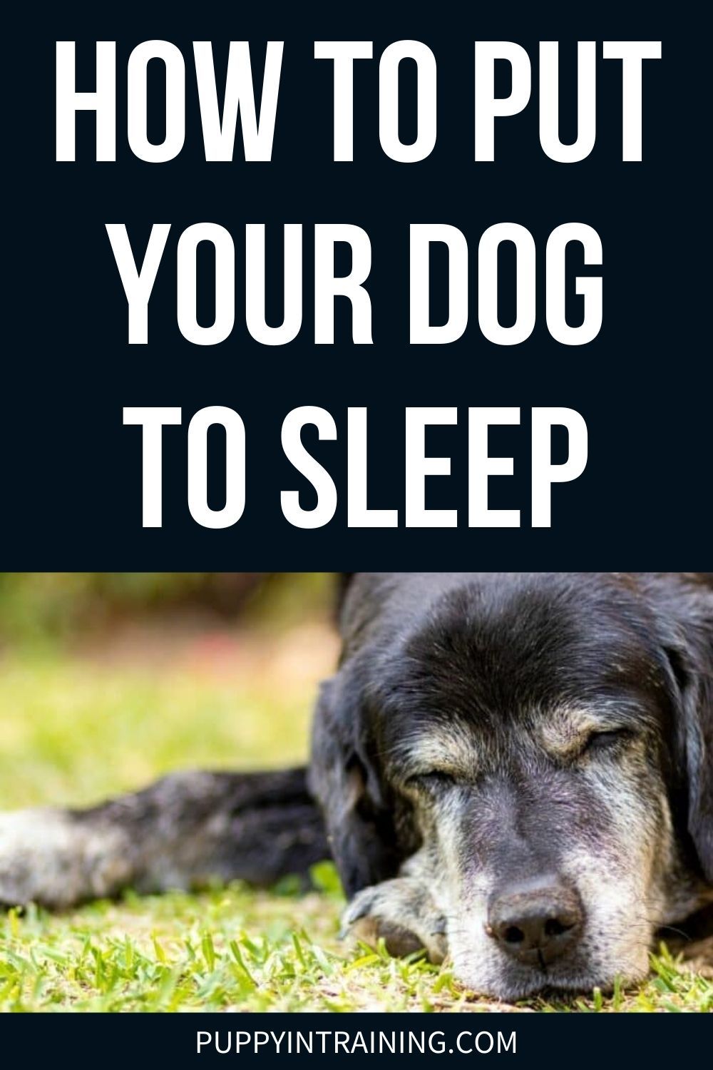 How To Put A Dog To Sleep And When To Know It s The Right Time In 2021 how-to-put-a-dog-to-sleep-and-when-to-know-it-s-the-right-time-in-2021