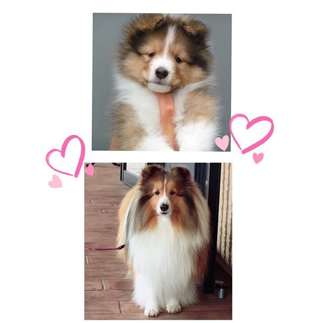 シェルティ 子犬 Sjc Bridges シェルティ 子犬 Sjc Bridges