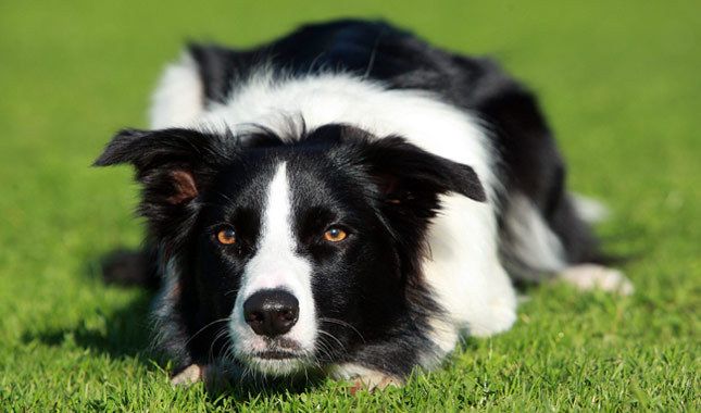 Border Collie Dog Breed Information Border Collie Dog Breeds