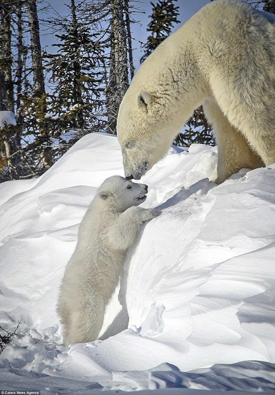 The heartwarming images are sure to melt even the coldest of hearts Pictures Of Polar Bears, Bear Pictures, Cute Animal Pictures, Baby Polar Bears, Cute Polar Bear, Cute Bears, Baby Pandas, Giant Pandas, Majestic Animals