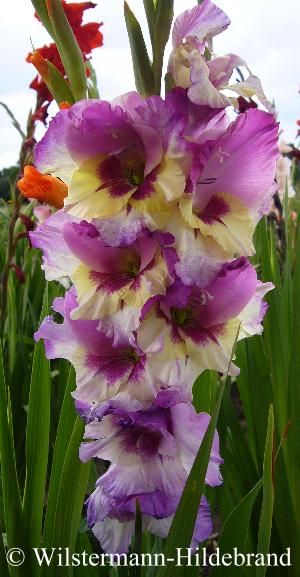 Pin By Amanda On Old New Borrowed Blue Gladiolus Plants Uk Plants