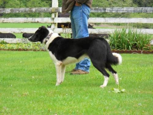 3 4 Border Collie 1 4 Catahoula Litter For Sale For More