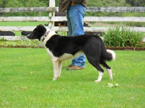 catahoula border collie mix for sale