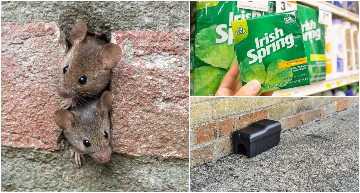 5 Ways To Get Rid Of Mice In Your House (& 8 Ways That Don't Work) Mice Removal, How To Deter Mice, Getting Rid Of Rats, Dead Mouse, Mice Repellent, Mosquito Bug, Mouse Traps, Nocturnal Animals, Bug Spray