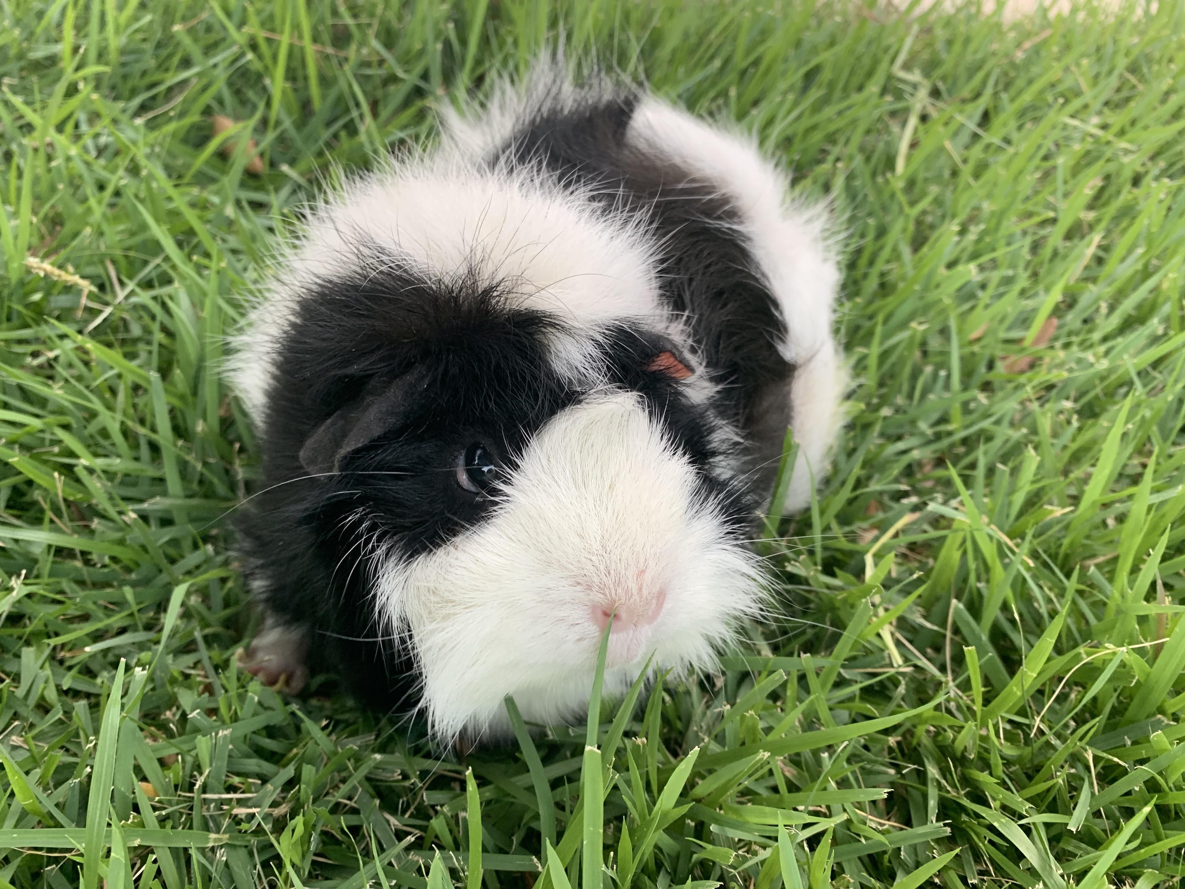 Fancy had a fun time playing in the grass while her cage was being cleaned. Shes...