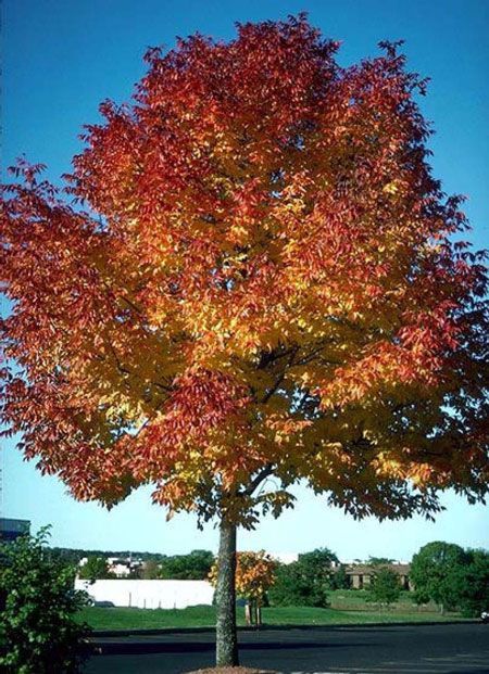 Autumn Purple Ash Landscaping Pinterest Growing Tree Fast Autumn Purple Ash On Fast Growing Trees Nursery