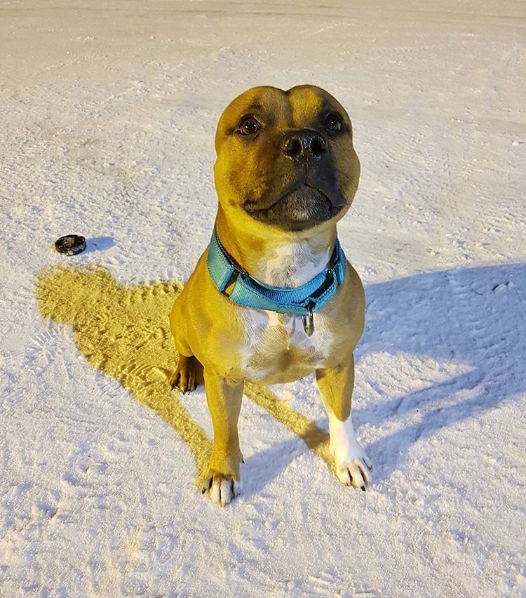 What Do You Mean My Ears Are Missing Staffyseal Follow My