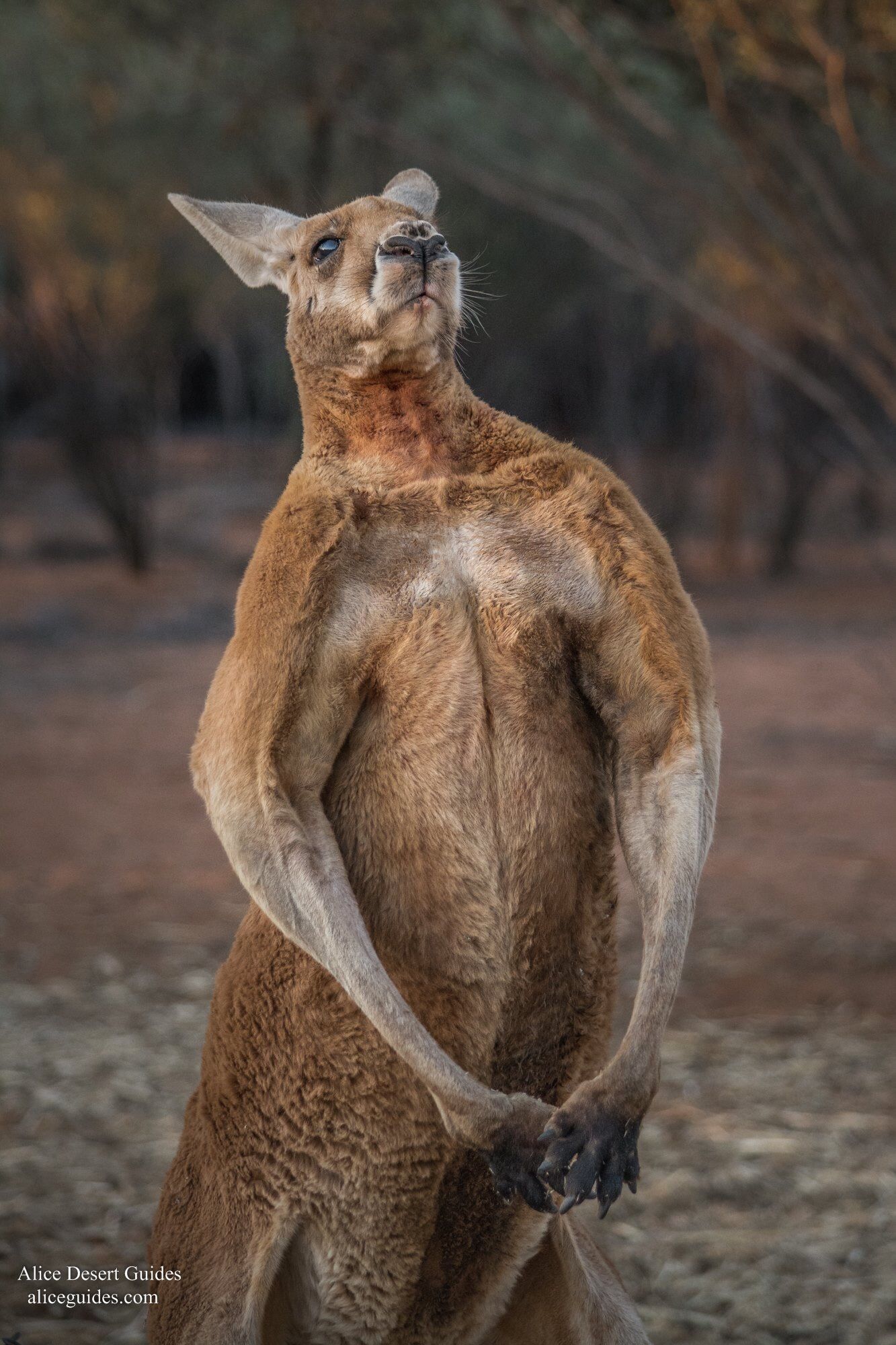 Roger The Pet Roo Biggest Buck Ive Ever Seen Roger The Pet Roo Biggest Buck Ive Ever Seen