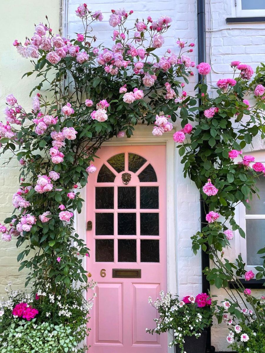 Eight Climbing Roses To Have In Your Garden Rose Garden Design eight-climbing-roses-to-have-in-your-garden-rose-garden-design