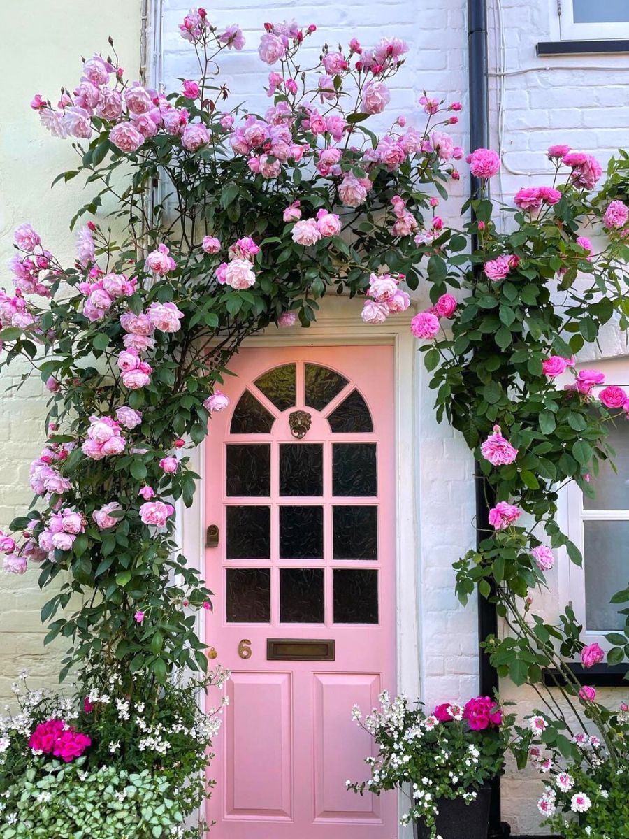 Eight Climbing Roses to Have In Your Garden