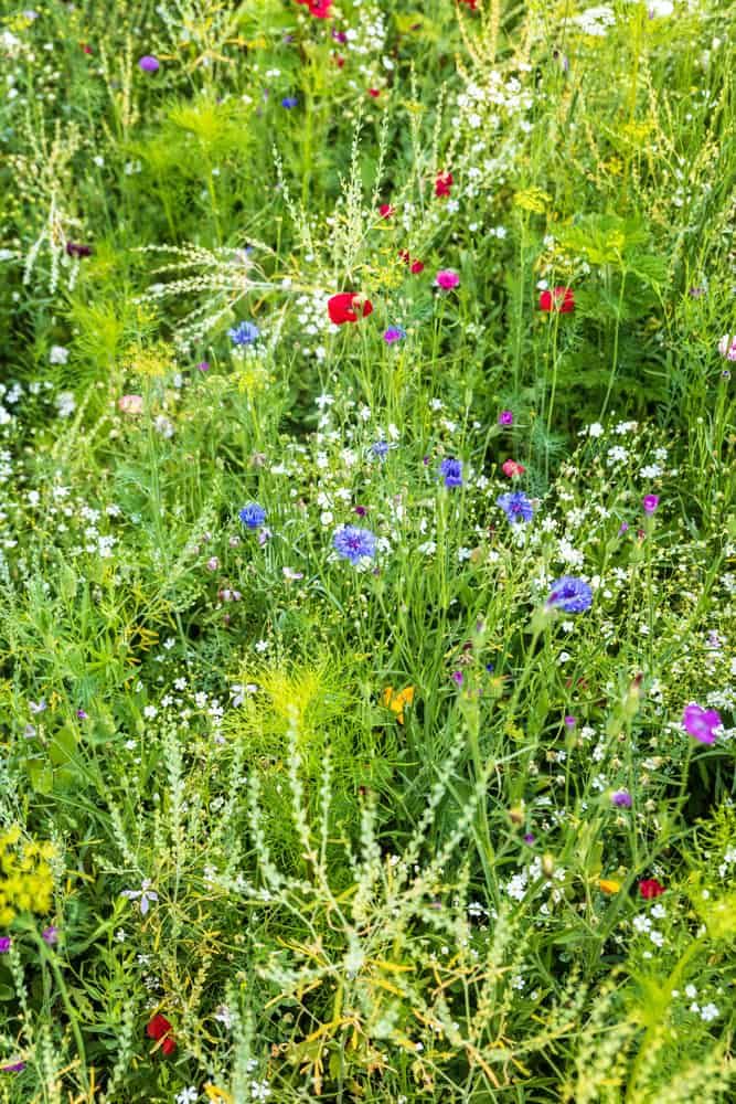 Wildflower meadow lawn
