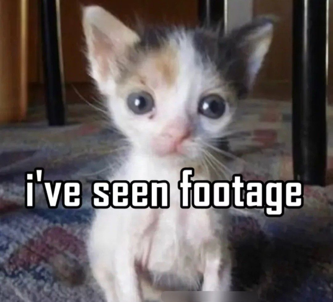 I ve Seen Footage In 2022 Silly Cats Cats Cat Memes I ve Seen Footage In 2022 Silly Cats Cats Cat Memes