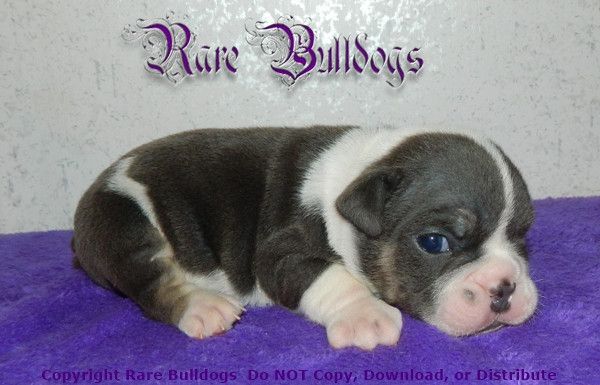 Available Soon Akc Blue Tri Quad English Bulldog Boy Meet Binky