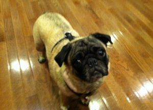Adopt Ziva Adopted On Pug Rescue Cute Animals Pugs