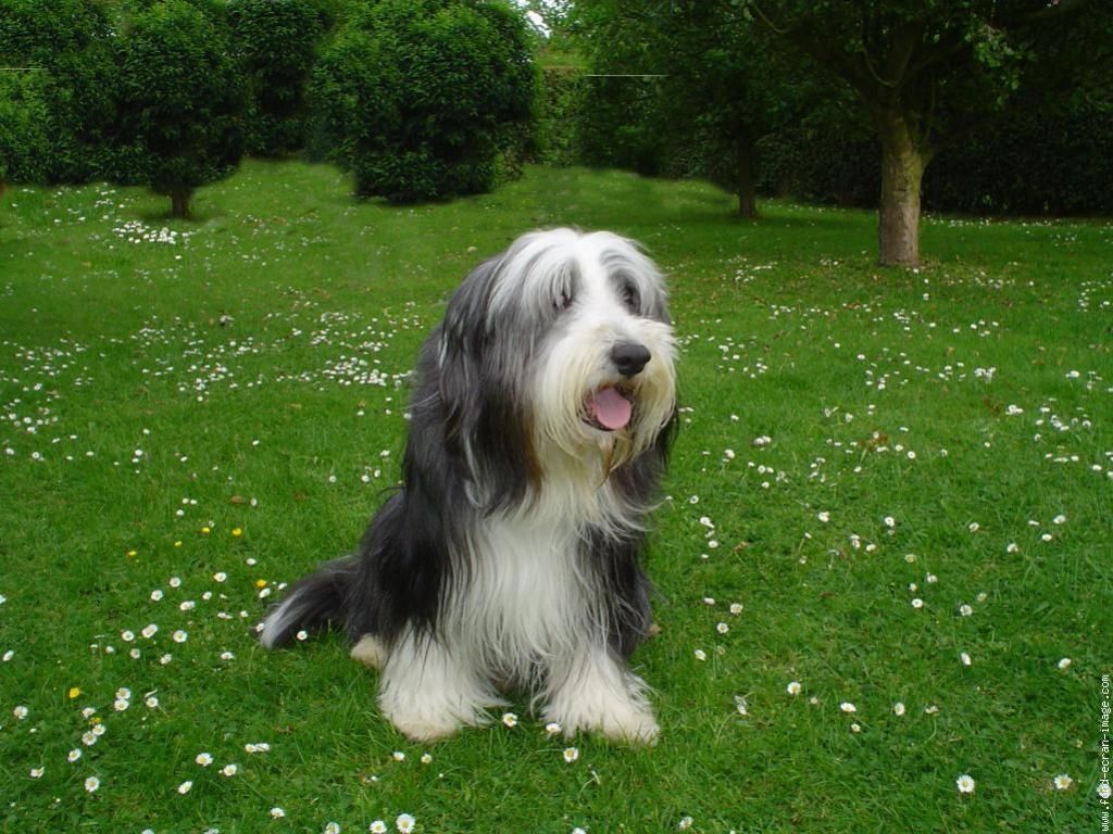 Had A Bearded Collie Called Angus Growing Up Great Dogs Bearded