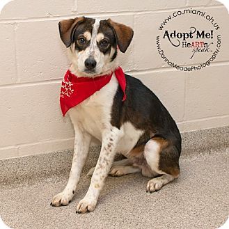 Troy Oh Beagle Mix Meet Marley A Dog For Adoption Http Www