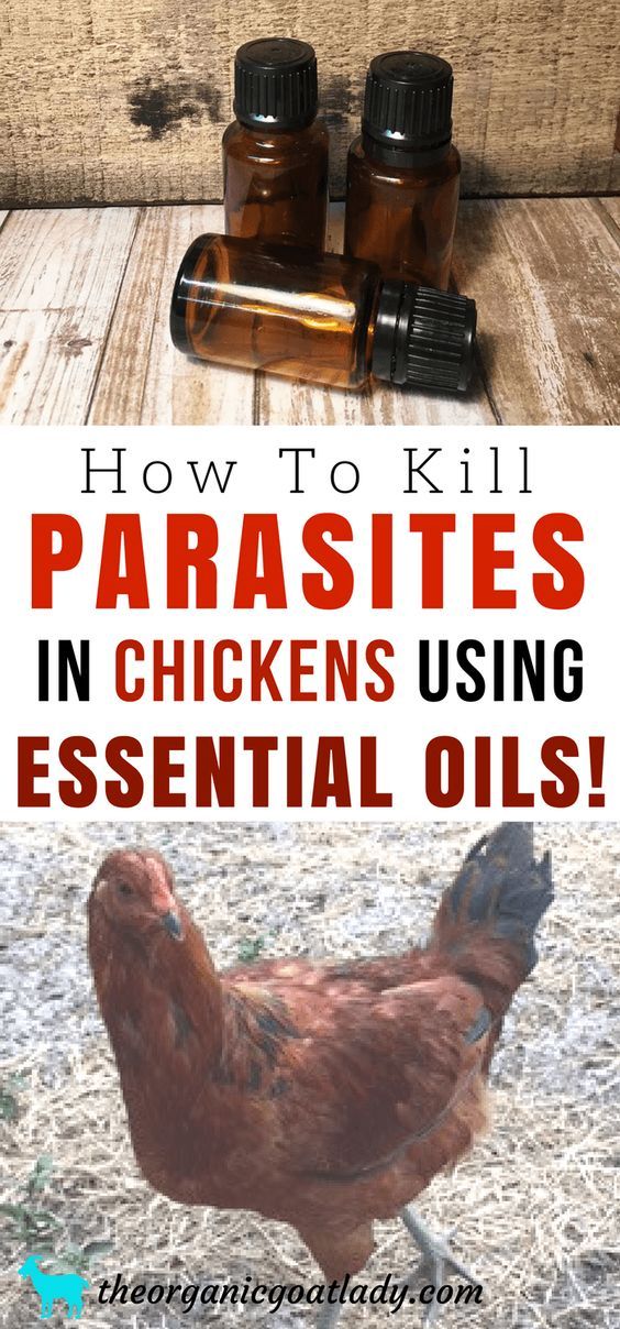 How To Kill Parasites In Chickens Using Essential Oils, Raising Chickens Ideas, Backyard Chickens Ideas, Essential Oils On The Homestead, Essential Oil Recipes, Essential Oils Homestead Chickens, Urban Chickens, Raising Backyard Chickens, Keeping Chickens, Backyard Chicken Coops, Pet Chickens, Diy Chicken Coop, Chicken Farm, Chicken Feeders