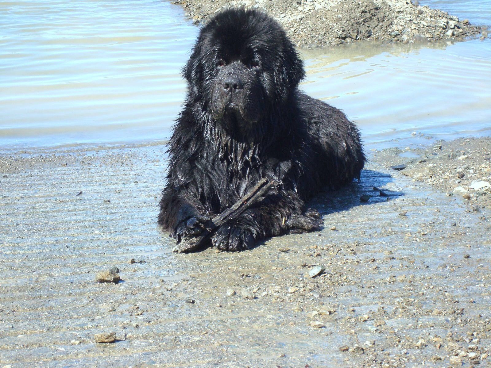 Pin On My Newfies