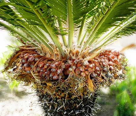 We love to have a great home for our pets, but some plants can be extremely dangerous. Learn how to make a pet-safe garden and which plants to avoid! Cat Safe Plants, Cat Plants, House Plants, Deadly Plants, Poisonous Plants, Pet Safe Landscaping, Sago Palm Care, Dog Friendly Backyard, Secret Life Of Plants