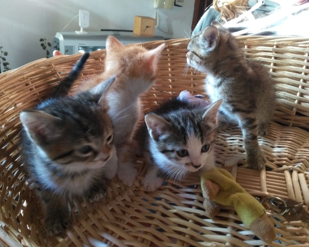 Firenze Regalo Gattini Regalo Gattini Gatti Firenze Vai All