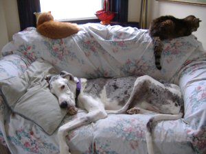 Pin By Harlequin Haven Great Dane Rescue On Hhgdr Success Stories