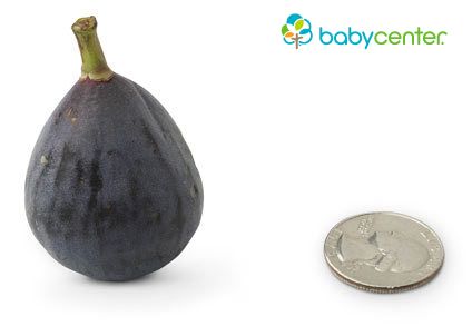 How big is my baby? Baby fruit size comparisons