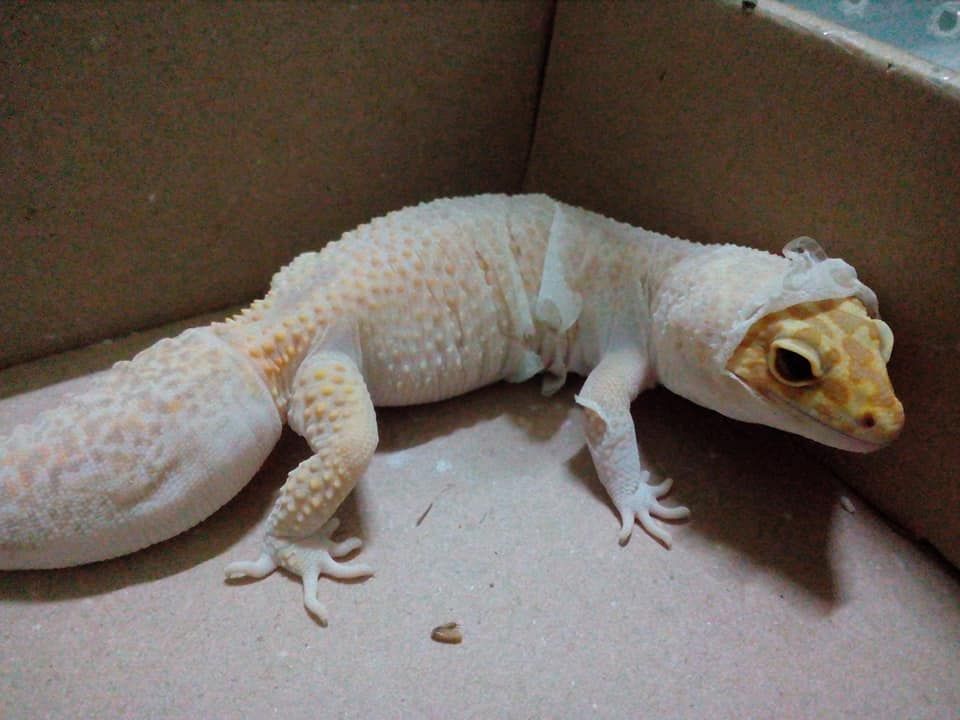 Leopard Gecko In Shedding Leopard Gecko Gecko Cute Frogs [ 720 x 960 Pixel ]