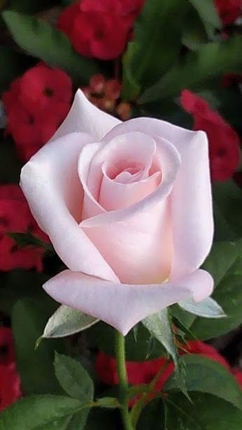 Royal Jubilee Rose Beautiful Pink Flowers Flower Garden