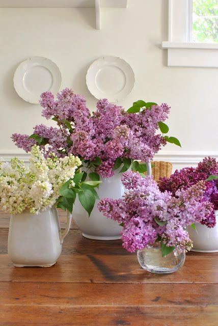 how many varieties of lilacs are there