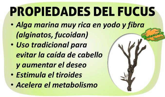 Fucus como tomarlo para adelgazar
